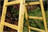 Woodland Ladder Standard 2X5 Rung Woodland