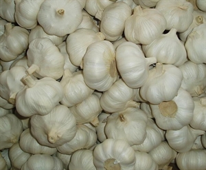 Picture of Fresh Garlic